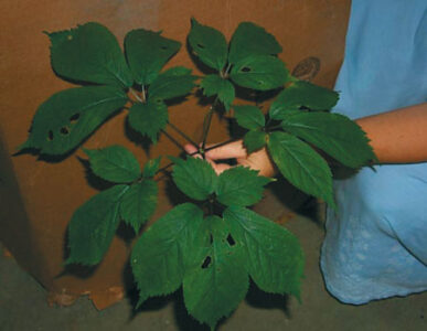 Yellow Creek Botanical Institute Image